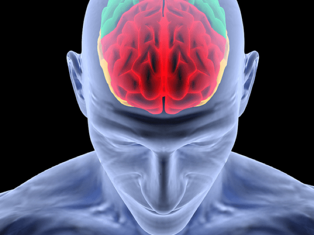 brain