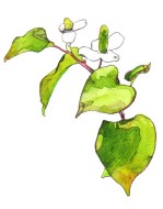 ドクダミ（Houttuynia cordata）
