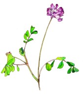 レンゲ（Chinese milk vetch）