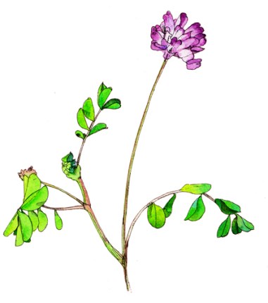 レンゲ（Chinese milk vetch）
