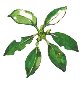 シキミ（Japanese star anise）