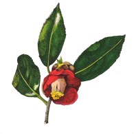 ヤブツバキ（Camellia japonica L）