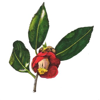 ヤブツバキ（Camellia japonica L）