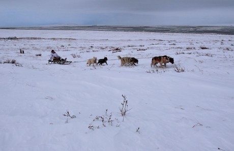 Mikhail Telpin, the dog-sled driver. Chukotka. Photo © 2013 Galya Morrell