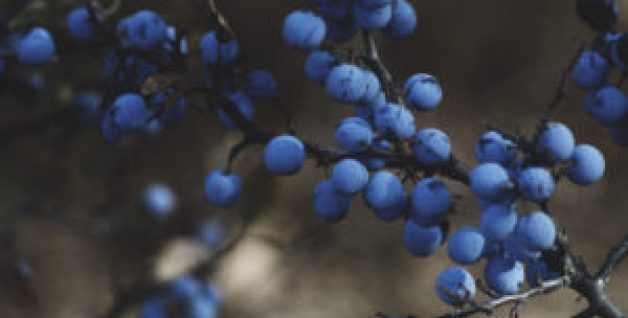 grapes2