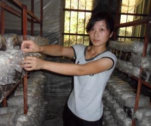 Chinees Mushroom (2)
