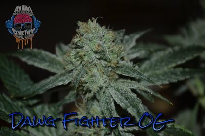 Dawg Fighter OG