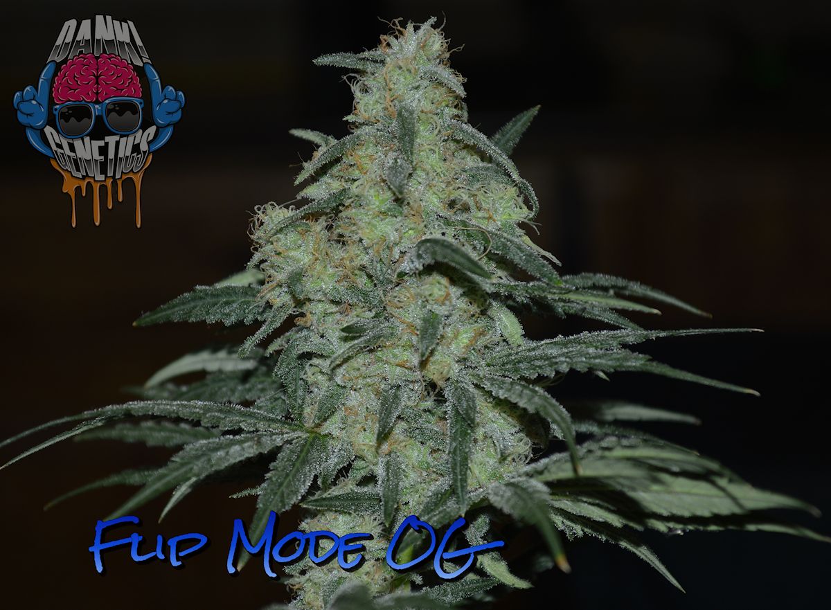 Flip Mode OG