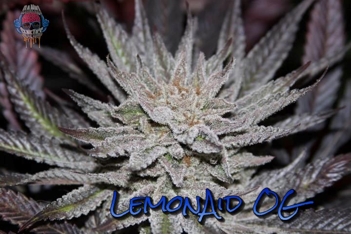 LemonAiD OG