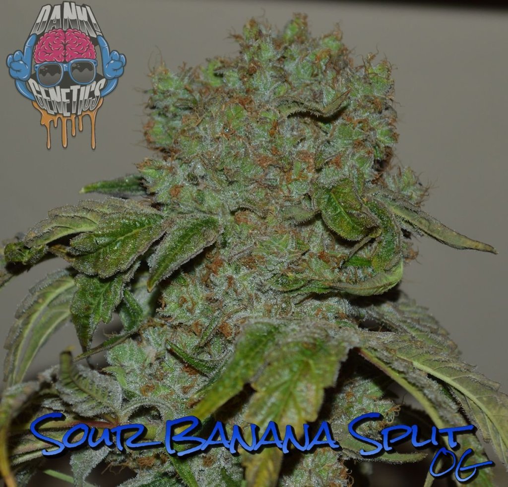 Sour Banana Split OG