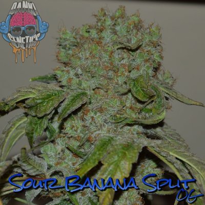 Sour Banana Split OG