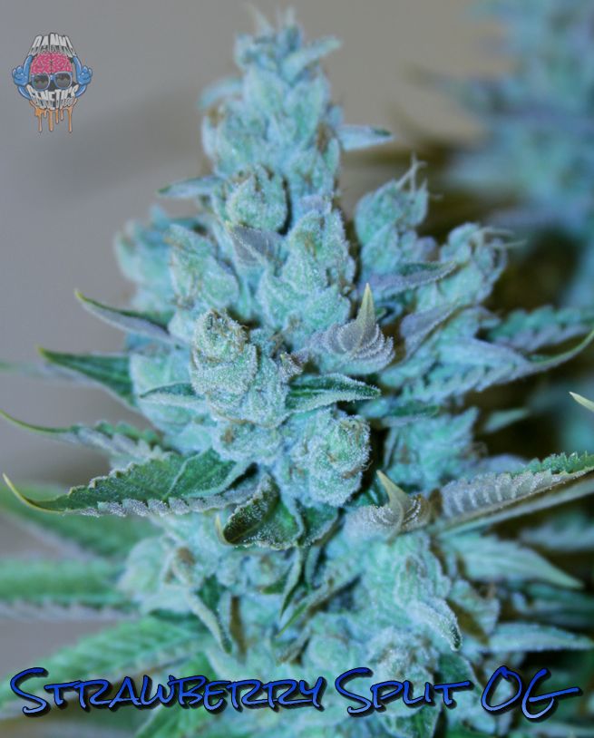 Strawberry Split