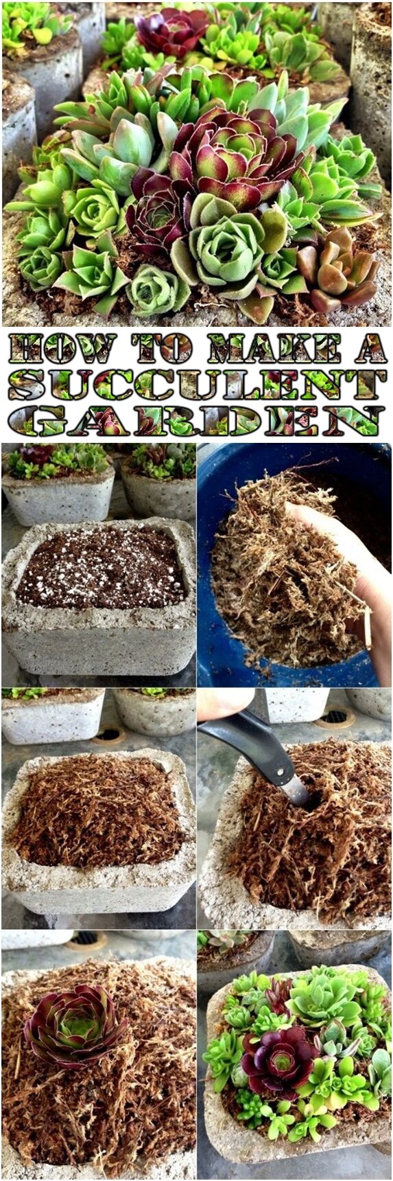 How to Make a Succulent Garden