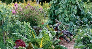 How to Maximize Your Garden