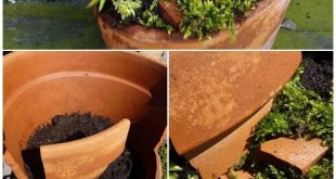 Fairy garden from broken clay pot