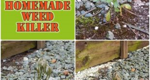 Homemade Weed Killer