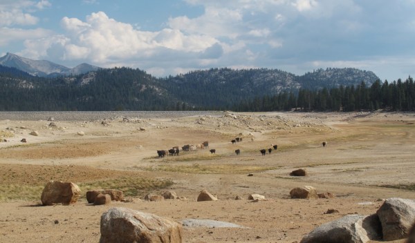 U.S. Bureau of Reclamation / David Woolley Cattle beat a dusty path through the bed of nearly dry Edison Lake, a Southern California Edison Company reservoir behind Vermillion Valley Dam, on September 15. 