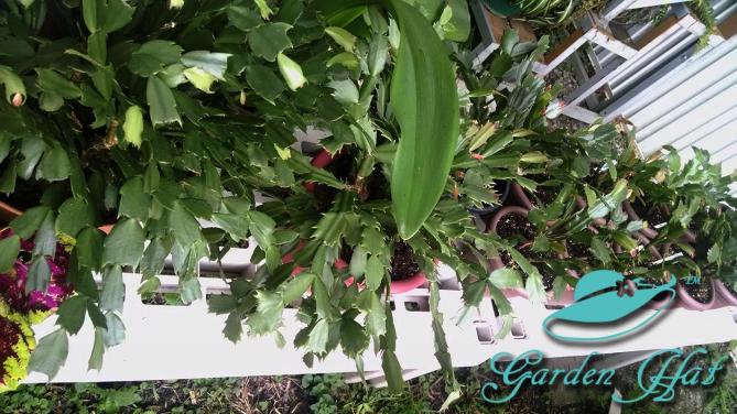 Christmas-cacti-outside-garden-hat