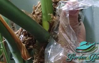 air-layering-monstera-garden-hat