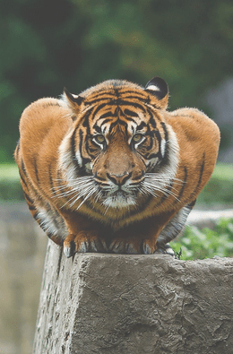 Great-push-up-form-tiger.
