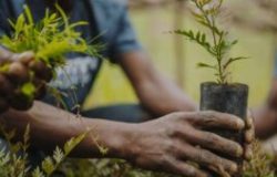 Tree-planting-1-300x169