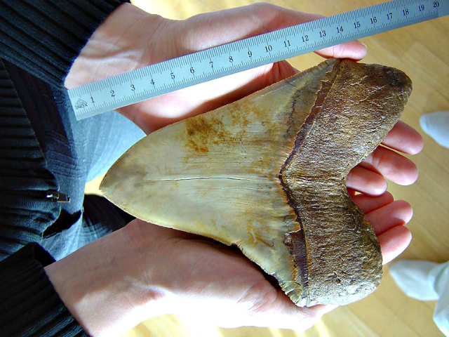 Top 10 Facts about the Megalodon | Fun Facts You Need to Know!