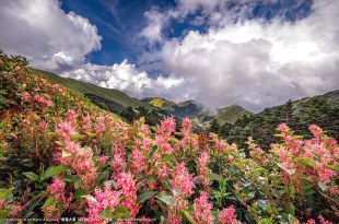 額滿！已出發！2022傑瑞大叔攝影美學班【南投三大景： 合歡山虎杖花開 X 雲海、夕陽、銀河、星軌、縮時＋大崙山夕陽、銀河、銀杏林＋日月潭水色日出】強力推薦：第一晚飯店在陽台就拍日月潭朝日湖景！第二晚民宿觀景台就能拍雲氣清境！ 2022/09/16(五)～09/18(日) 全程賓士九人座(每車五位)舒適啟程！