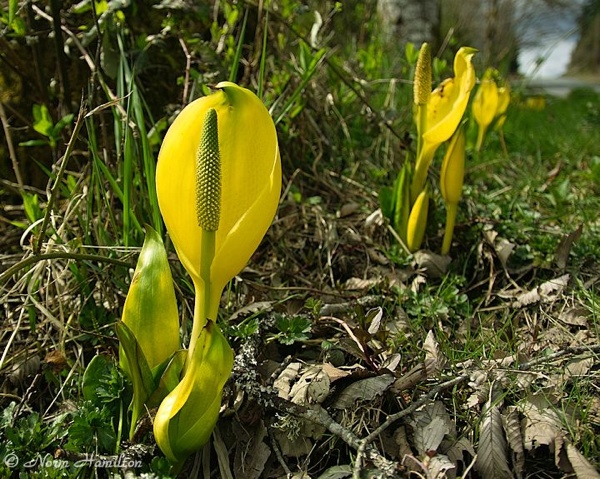 Skunk Cabbage8977