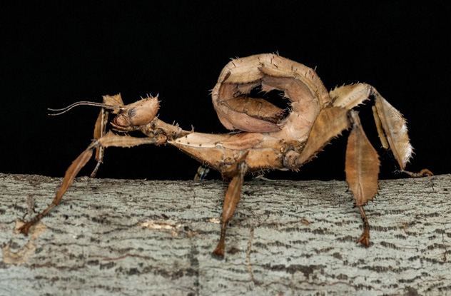 10 Incredible Abilities Of Stick Insects - Listverse