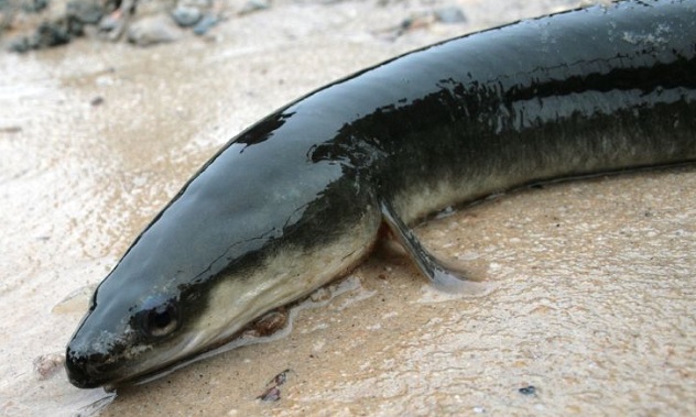 eel