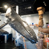 finalwhale