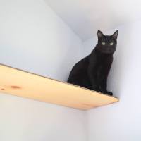 cat shelf 4