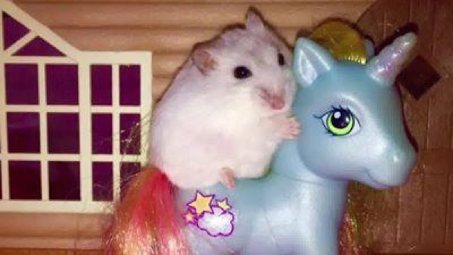 ham.jpg?resize=650%2C366