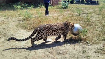 leopard-1.jpg?w=600