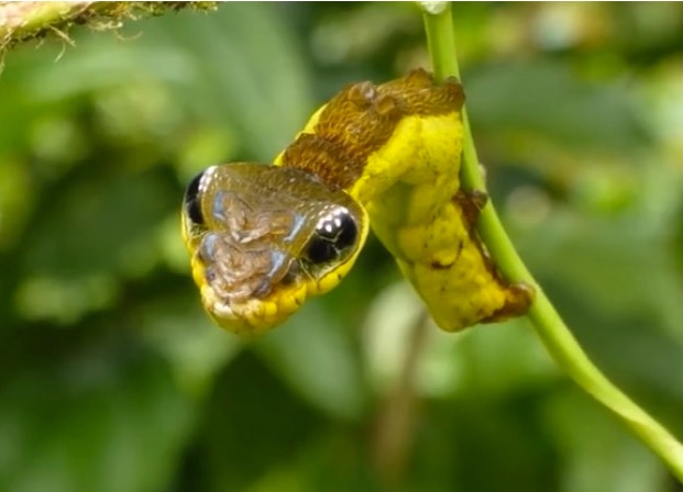 catersnake.jpg?fit=600%2C433