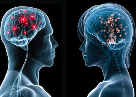 Brain-differences-between-sexes