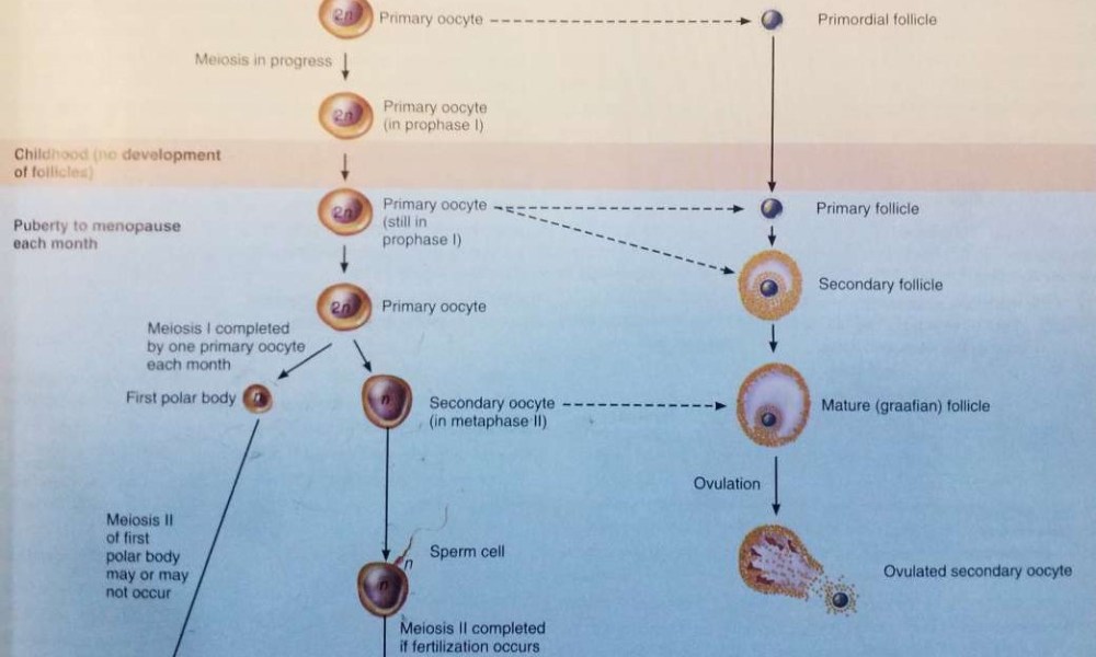 Oogenesis and follicular development | NURSING LECTURE