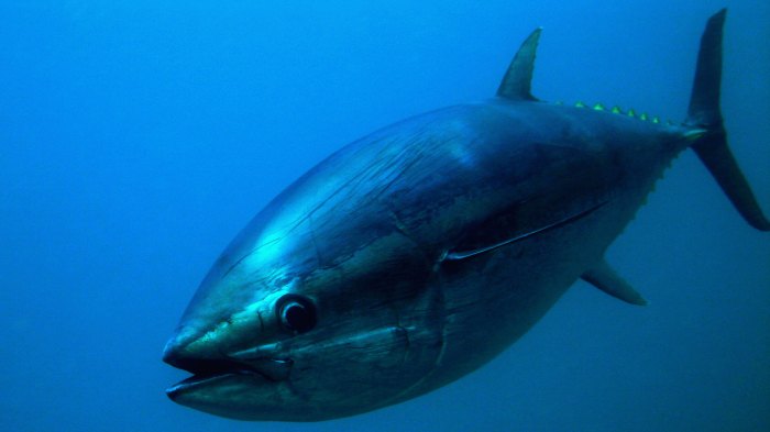 Sustainable tuna guide | Seafood Watch Sustainable tuna guide | Seafood Watch