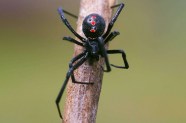 Spider Bite Guide Know Your Spiders Prepper s Will