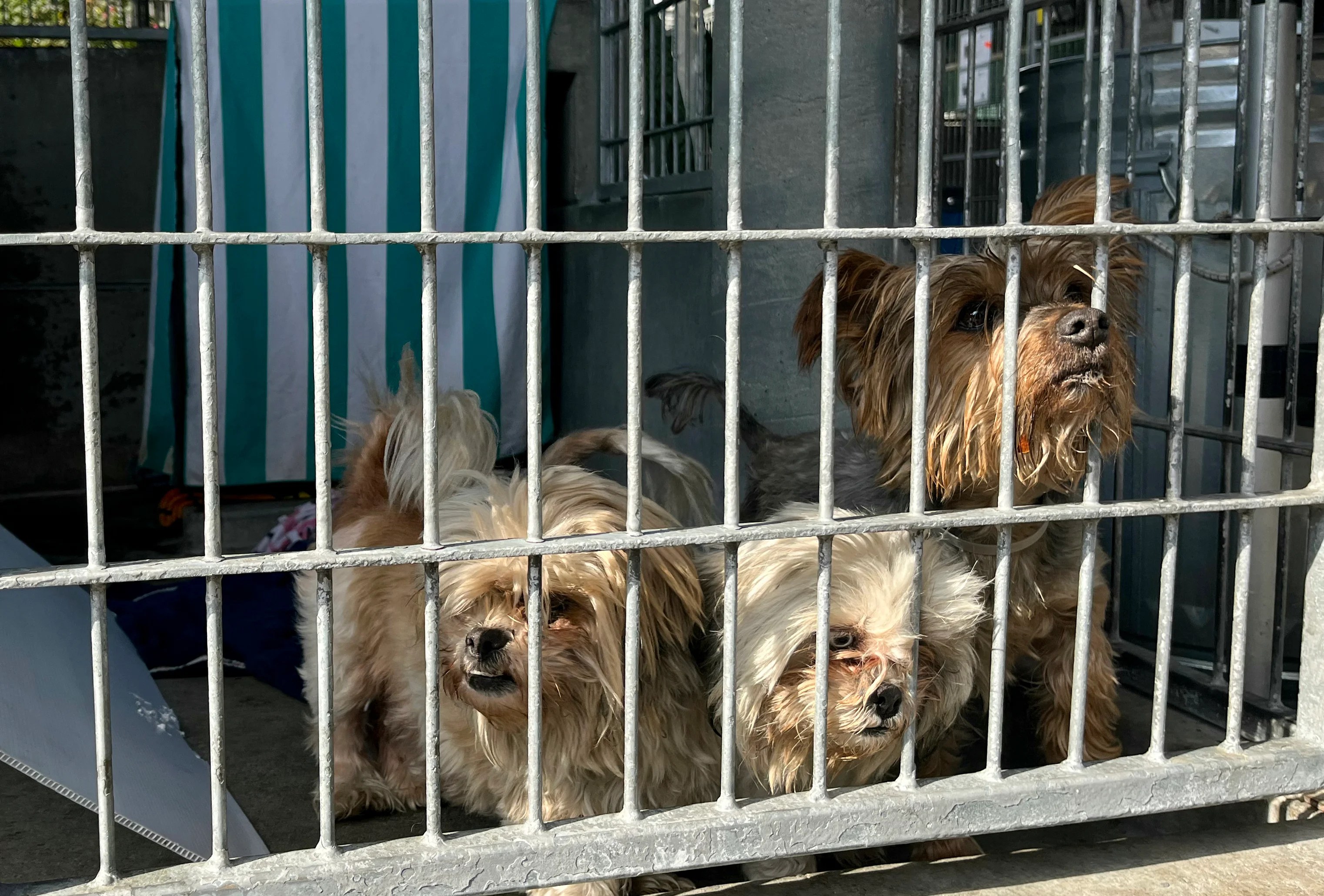 Animal shelters surge with abandoned pets after owners detained or deported in ICE immigration raids Animal shelters surge with abandoned pets after owners detained or deported in ICE immigration raids