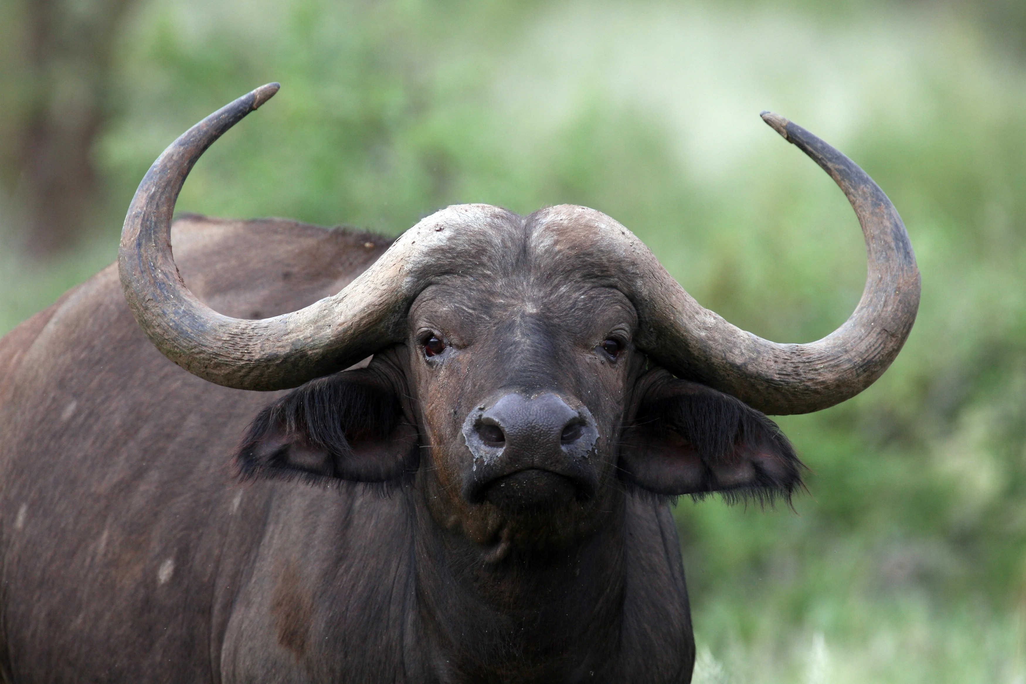 83-year-old man hurt after his pet buffalo, Dozer, attacked at feeding time: ‘Could have been worse’ 83-year-old man hurt after his pet buffalo, Dozer, attacked at feeding time: ‘Could have been worse’