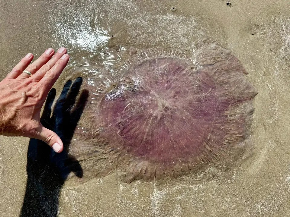 ‘Pink meanie’ jellyfish captivate Texas beach-goers as they wash up on shore ‘Pink meanie’ jellyfish captivate Texas beach-goers as they wash up on shore