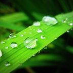Glimpses: “Summer Rain”