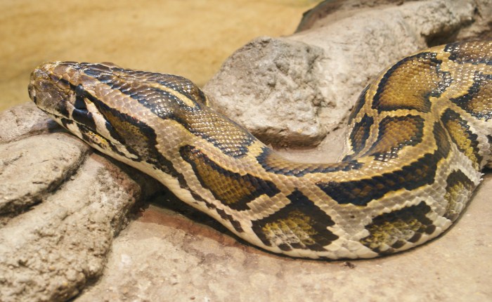 Python 3.10 6 download