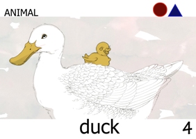 duck