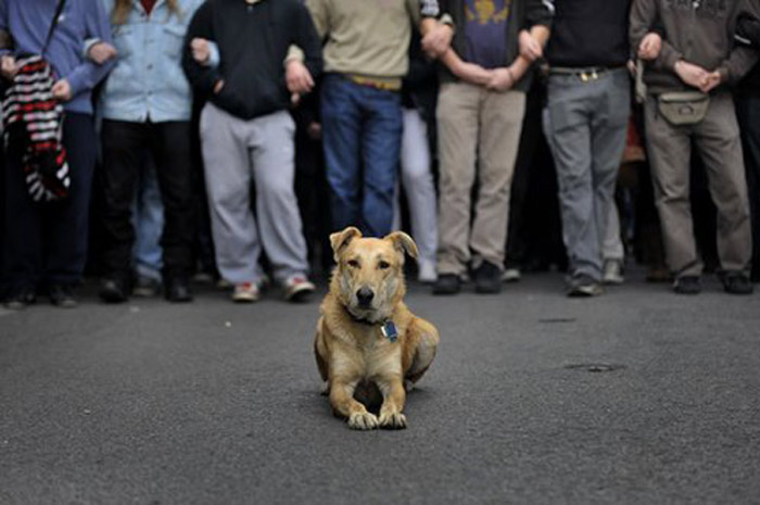 Kanellos the Riot Dog