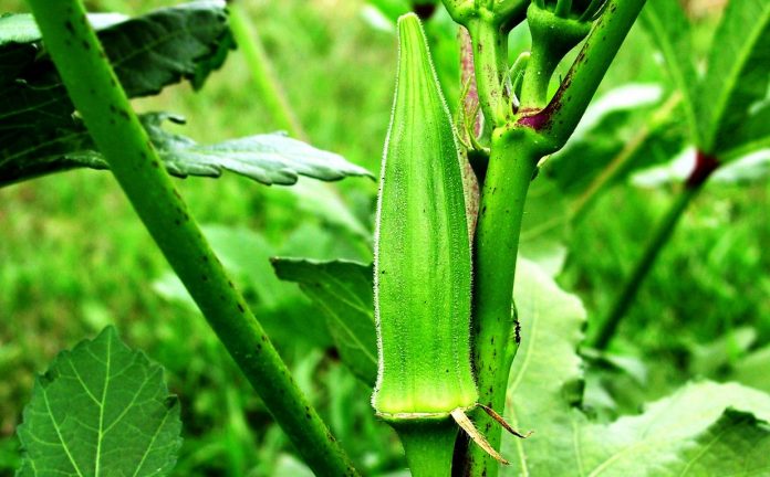 Planting, Growing, and Harvesting Okra Plants
