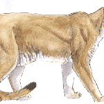 Mountain-Lion-skeleton (1)