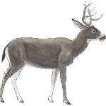 Mule-Deer-Skelaton (1)