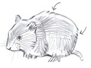 vole-with-Bill-Berry-marks (1)